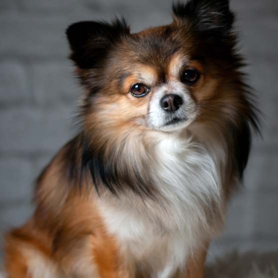 chihuahua with long hair